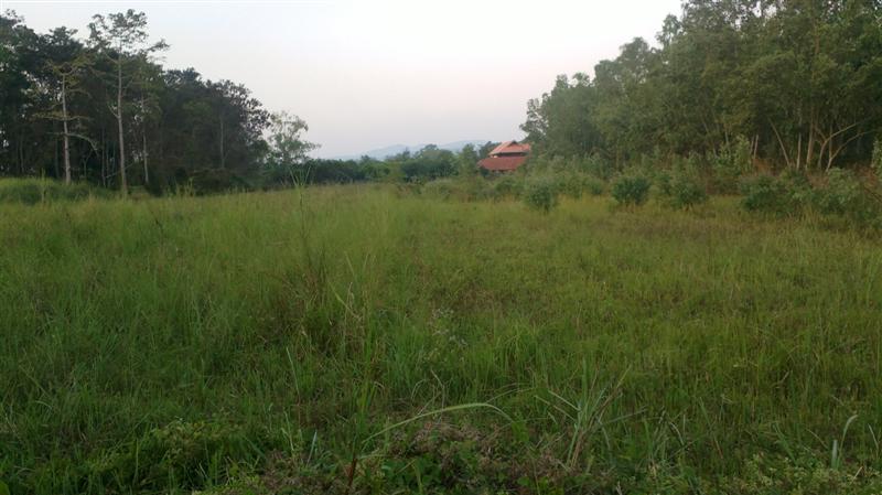 Land for sale near Mae Jo University gainful. รูปที่ 4