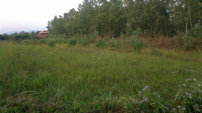 Land for sale near Mae Jo University gainful. รูปที่ 5