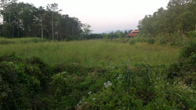 Land for sale near Mae Jo University gainful. รูปที่ 2