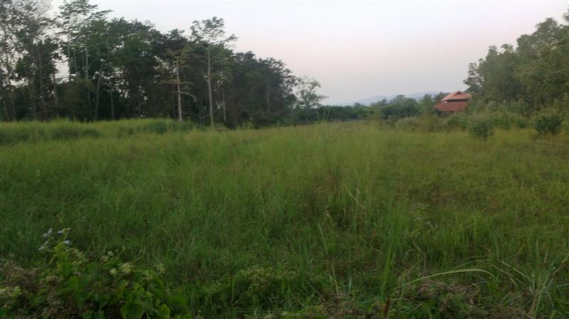 Land for sale near Mae Jo University gainful. รูปที่ 7