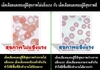 รูปย่อ คลอโรฟิลล์บริสุทธิ์ 100 % Liquid Chlorophyll (Ban Samonprai Tm) รูปที่4