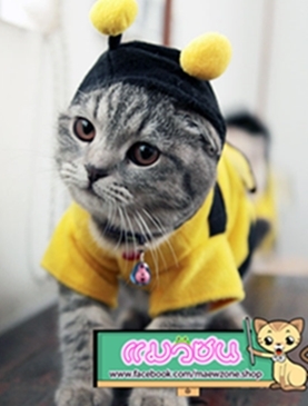 เสื้อผ้าแมวสไตส์ญี่ปุ่น หมวก ชุดแฟนซี ของเล่น และอุปกรณ์สำหรับแมวทุกชนิด รูปที่ 1