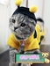รูปย่อ เสื้อผ้าแมวสไตส์ญี่ปุ่น หมวก ชุดแฟนซี ของเล่น และอุปกรณ์สำหรับแมวทุกชนิด รูปที่1