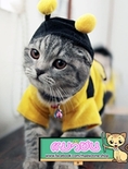 เสื้อผ้าแมวสไตส์ญี่ปุ่น หมวก ชุดแฟนซี ของเล่น และอุปกรณ์สำหรับแมวทุกชนิด
