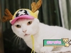 รูปย่อ เสื้อผ้าแมวสไตส์ญี่ปุ่น หมวก ชุดแฟนซี ของเล่น และอุปกรณ์สำหรับแมวทุกชนิด รูปที่4