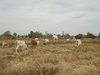รูปย่อ ขายวัวยกฝูง 15 ตัว หาคนรับอุปการะต่อจ้าาา ที่ประโคนชัย บุรีรัมย์ รูปที่3