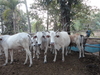 รูปย่อ ขายวัวยกฝูง 15 ตัว หาคนรับอุปการะต่อจ้าาา ที่ประโคนชัย บุรีรัมย์ รูปที่4