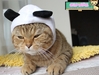 รูปย่อ เสื้อผ้าแมวสไตส์ญี่ปุ่น หมวก ชุดแฟนซี ของเล่น และอุปกรณ์สำหรับแมวทุกชนิด รูปที่3