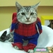 รูปย่อ เสื้อผ้าแมวสไตส์ญี่ปุ่น หมวก ชุดแฟนซี ของเล่น และอุปกรณ์สำหรับแมวทุกชนิด รูปที่2