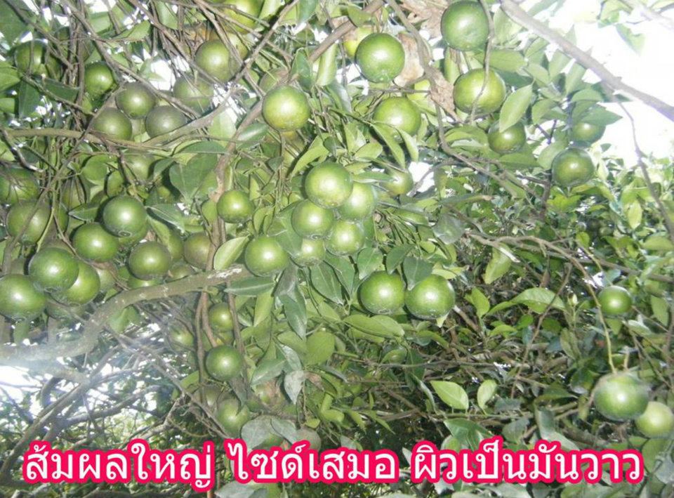 ปุ๋ยอินทรีย์เคมี (ปุ๋ยมูลค้างคาว) รูปที่ 6