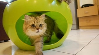 DOGHOUSE CATHOME เก้าอี้บ้านน้องหมา กับน้องแมว น่ารักม๊ากค่ะ รูปที่ 3