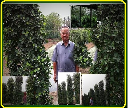 ขายถูกไทรเกาหลีไทรอินโด ไทรเกาหลีศรีนวล นครปฐม รูปที่ 2