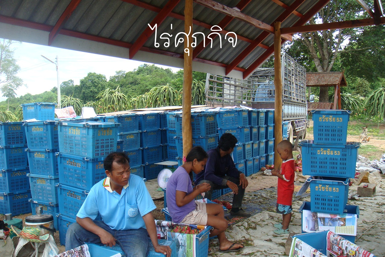 ไร่ศุภกิจจำหน่ายกิ่งพันธุ์แก้วมังกร รูปที่ 4