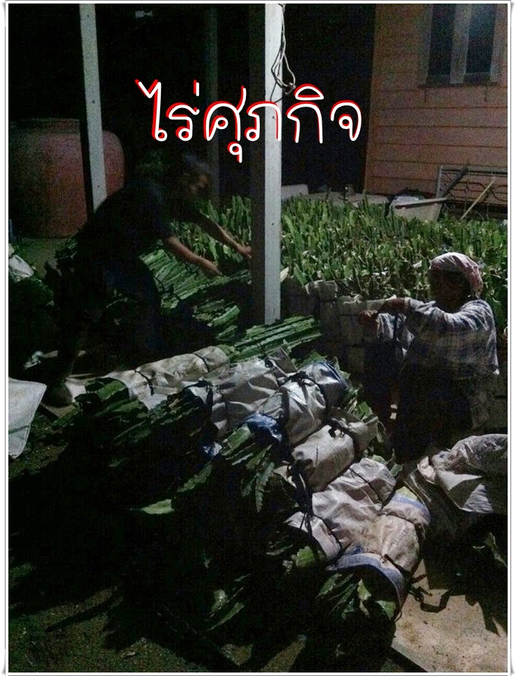 ไร่ศุภกิจจำหน่ายกิ่งพันธุ์แก้วมังกร รูปที่ 5