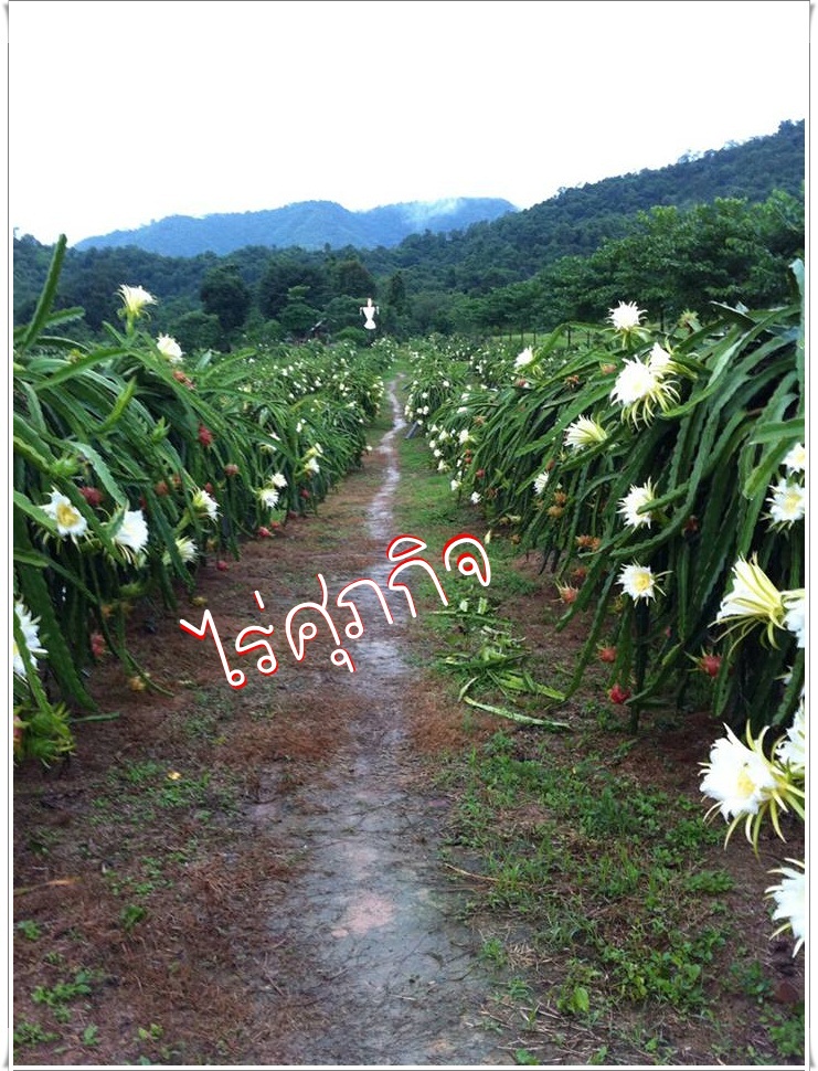 ไร่ศุภกิจจำหน่ายกิ่งพันธุ์แก้วมังกร รูปที่ 2