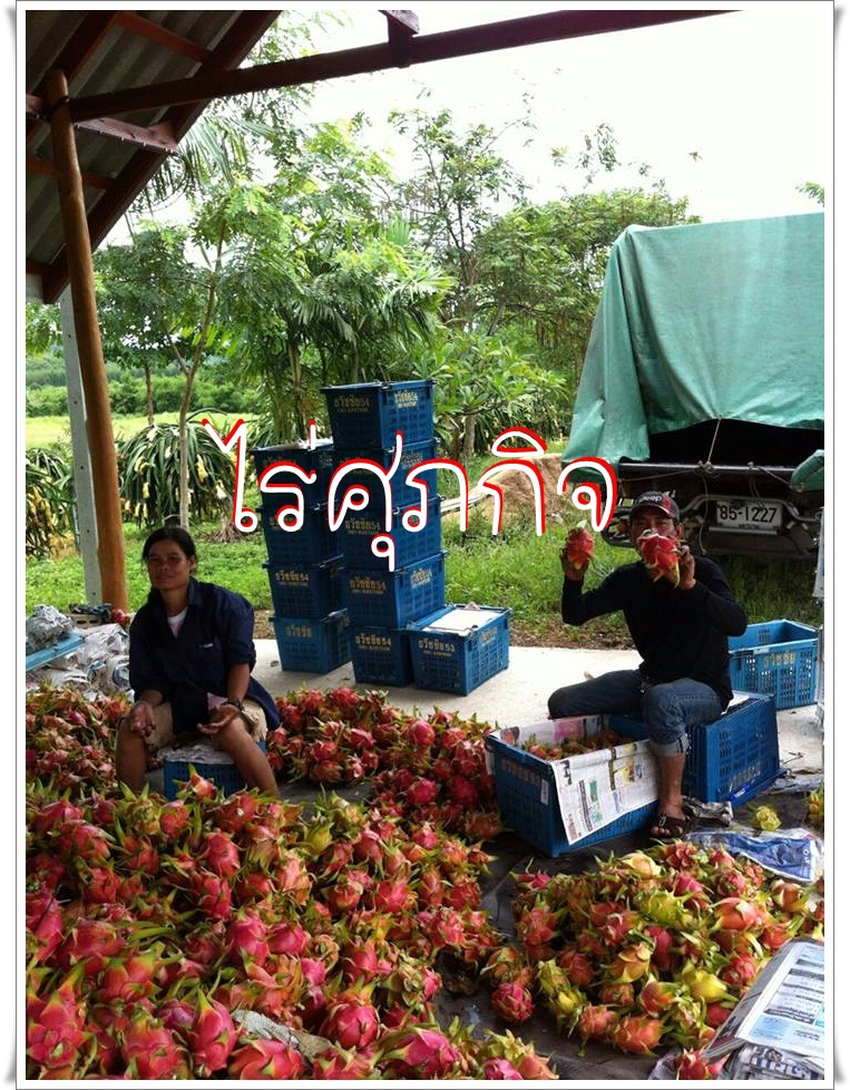ไร่ศุภกิจจำหน่ายกิ่งพันธุ์แก้วมังกร รูปที่ 3