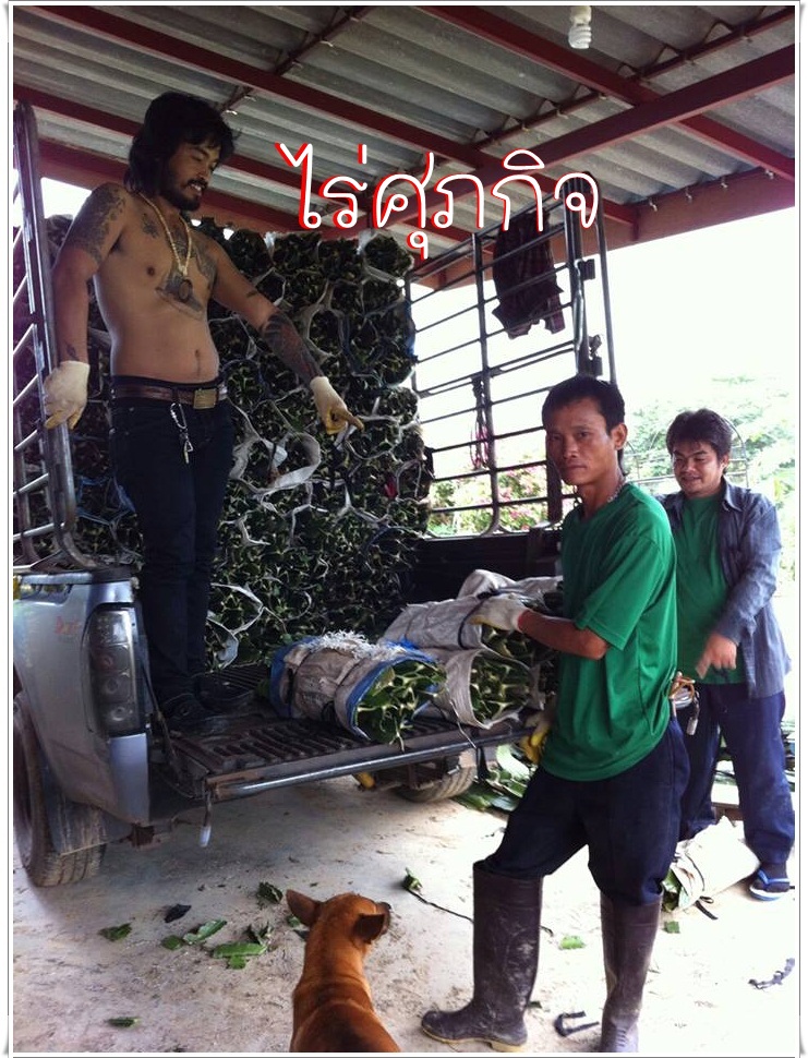 จำหน่ายกิ่งแก้วมังกร รูปที่ 7