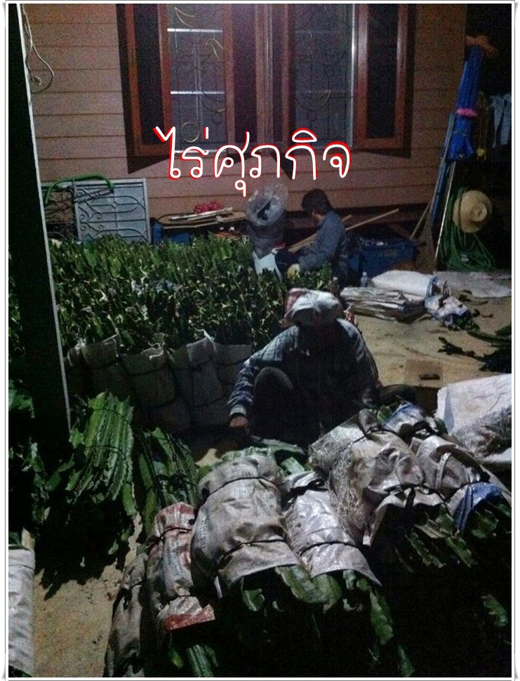 จำหน่ายกิ่งแก้วมังกร รูปที่ 6