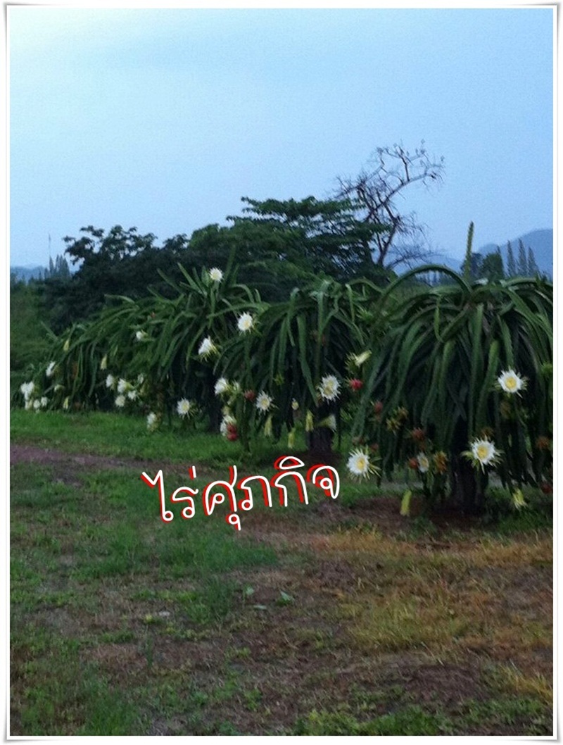 จำหน่ายกิ่งแก้วมังกร รูปที่ 2