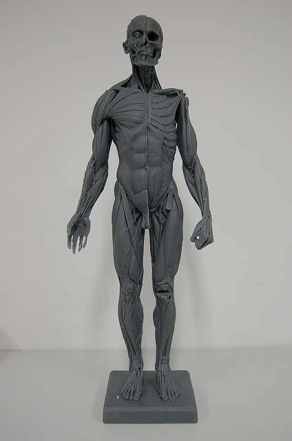 หุ่น Anatomy Figure สำหรับนักเรียนนักศึกษา , หัวกะโหลกเรซิ่น รูปที่ 1