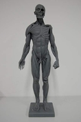 หุ่น Anatomy Figure สำหรับนักเรียนนักศึกษา , หัวกะโหลกเรซิ่น