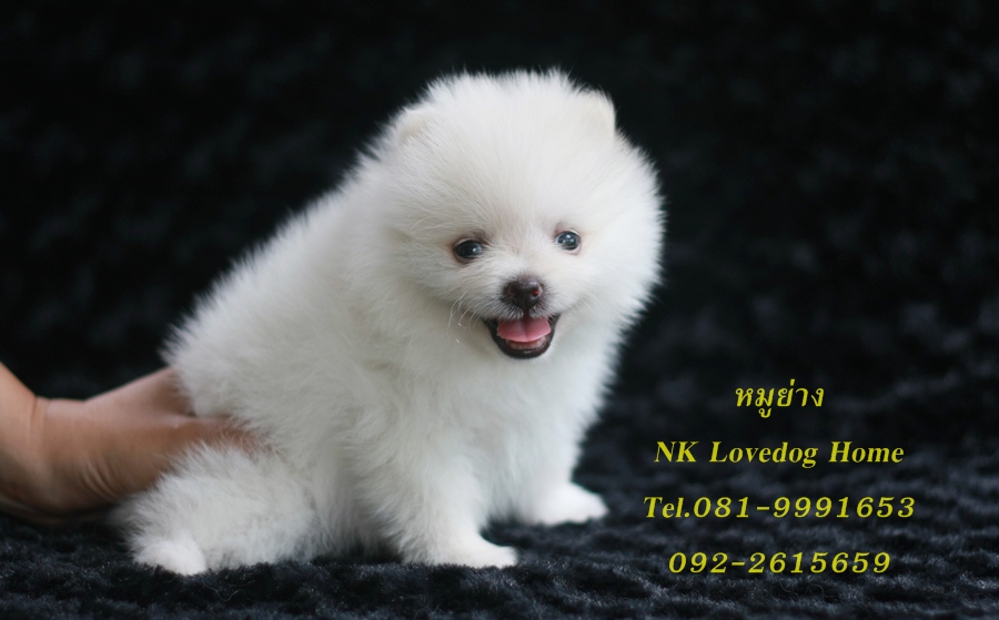 ปอมเมอเรเนียน หน้าหมี เกรดAAA ขาวจั๊วะ ขาใหญ่ ราคาเบาๆ รูปที่ 4