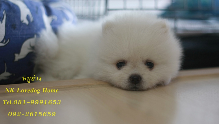 ปอมเมอเรเนียน หน้าหมี เกรดAAA ขาวจั๊วะ ขาใหญ่ ราคาเบาๆ รูปที่ 7