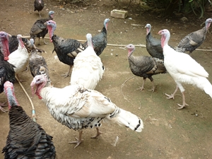 ไก่งวงพ่อ-แม่พันธ์ รูปที่ 4