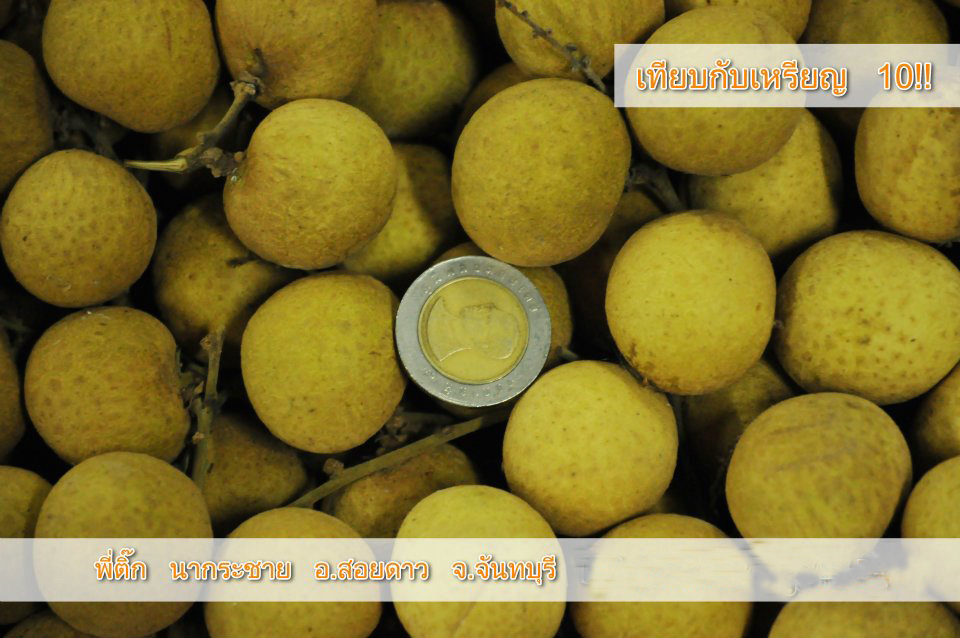 ไฮไลฟ์โกร แอล ปุ๋ยน้ำ ไร้สารเคมี เพิ่มผลผลิต ลดต้นทุน ผลดกเต็มต้น กับ ปุ๋ยน้ำไร้สารเคมี รูปที่ 2
