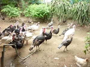ไก่งวงพ่อ-แม่พันธ์ รูปที่ 5