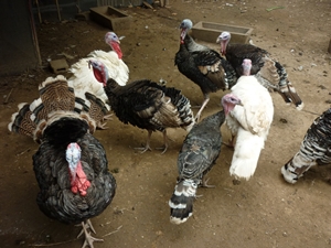 ไก่งวงพ่อ-แม่พันธ์ รูปที่ 3