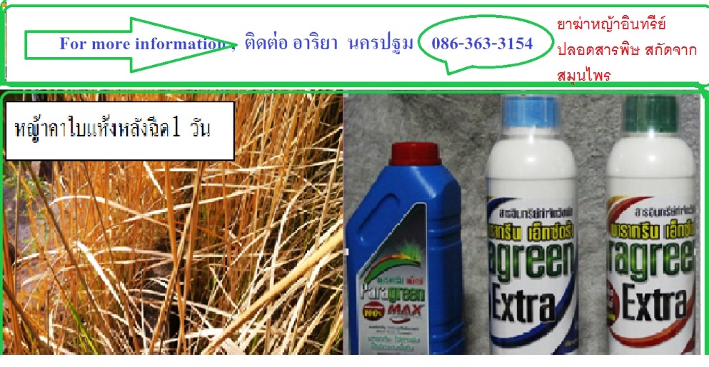 ขายถูกไทรเกาหลีไทรอินโด ไทรเกาหลีศรีนวล นครปฐม รูปที่ 7