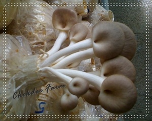ขายก้อนเชื้อเห็ดนางฟ้าภูฐาน ก้อนเห็ดโคนญี่ปุ่น คุณภาพเยี่ยม รูปที่ 2