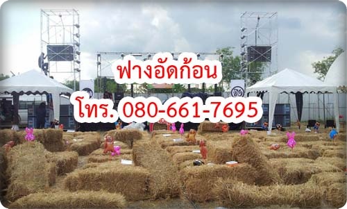 ฟาง รูปที่ 2