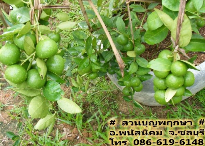ขายมะนาวแป้นพิจิตร สวนบุญพฤกษา จ.ชลบุรี รูปที่ 6