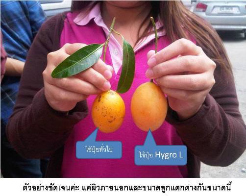Hylifegro เอส , แอล  ปุ๋ยคุณภาพ รูปที่ 3