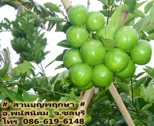ขายมะนาวแป้นพิจิตร สวนบุญพฤกษา จ.ชลบุรี รูปที่ 4