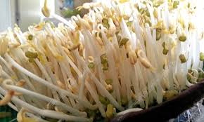 เมล็ดถั่วเขียวผิวดำ หรือ ถั่วแขก สำหรับเพาะถั่วงอก (081-3526816 คุณประพันธ์) รูปที่ 4