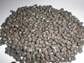 เมล็ดถั่วเขียวผิวดำ หรือ ถั่วแขก สำหรับเพาะถั่วงอก (081-3526816 คุณประพันธ์)