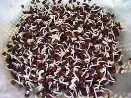 เมล็ดถั่วเขียวผิวดำ หรือ ถั่วแขก สำหรับเพาะถั่วงอก (081-3526816 คุณประพันธ์) รูปที่ 3