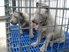 รูปย่อ ขายลูกสุนัขไทยหลังอาน 0850-829829 ชลบุรี รูปที่4