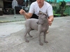 รูปย่อ ขายลูกสุนัขไทยหลังอาน 0850-829829 ชลบุรี รูปที่2