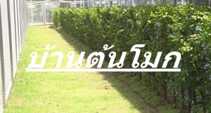 บ้านต้นโมก มีต้นโมกพวงความสูง1-2เมตร จำหน่ายและจัดส่งพร้อมปลูกในกทมและทุกจังหวัดทั่วไทย รูปที่ 1