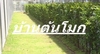 รูปย่อ บ้านต้นโมก มีต้นโมกพวงความสูง1-2เมตร จำหน่ายและจัดส่งพร้อมปลูกในกทมและทุกจังหวัดทั่วไทย รูปที่1