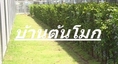 บ้านต้นโมก มีต้นโมกพวงความสูง1-2เมตร จำหน่ายและจัดส่งพร้อมปลูกในกทมและทุกจังหวัดทั่วไทย