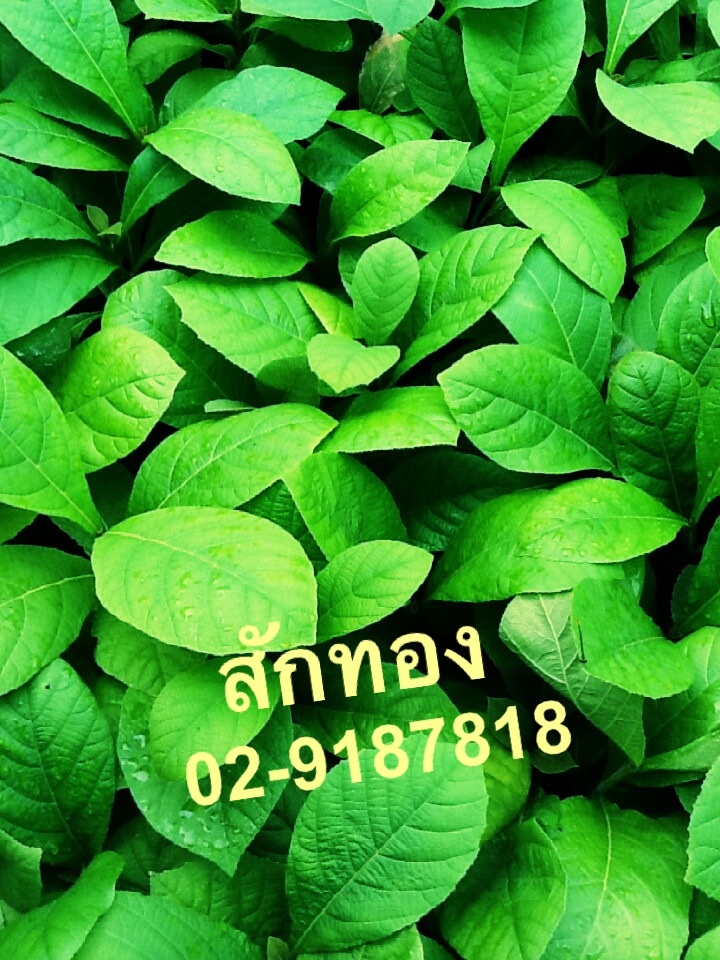 ต้นกล้าสักทอง รูปที่ 2