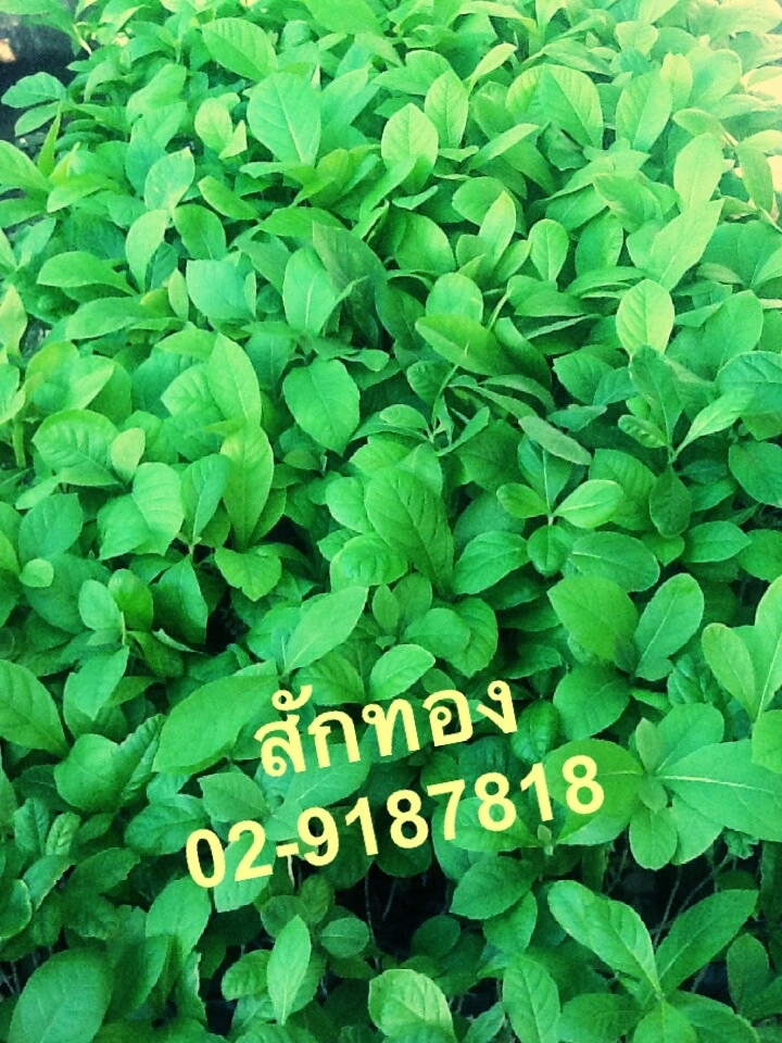 ต้นกล้าสักทอง รูปที่ 3