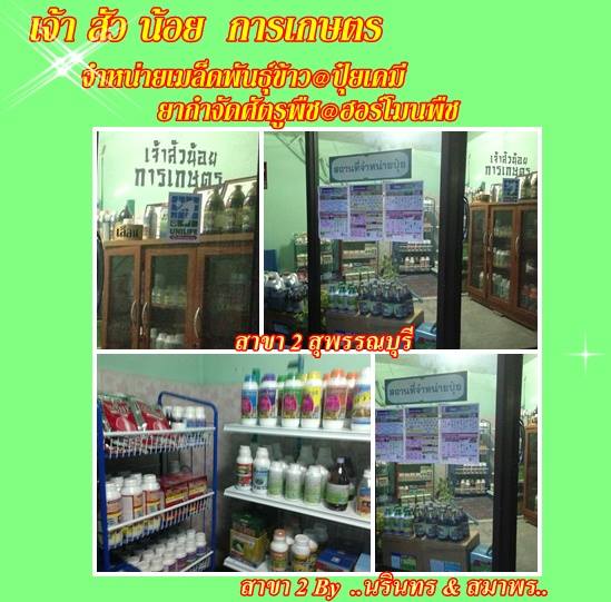 ร้าน ศักดิ์ชัยพันธุ์ข้าว ตรา แม่โพสพ รูปที่ 5