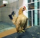 รูปย่อ ไก่ซารามอเพศเมีย รูปที่3