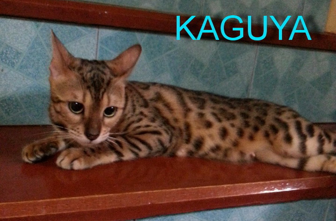แมวเบงกอล ขาย พ่อแม่นำเข้า มีเพ็ดดีกรี ประกวดได้ รูปที่ 3